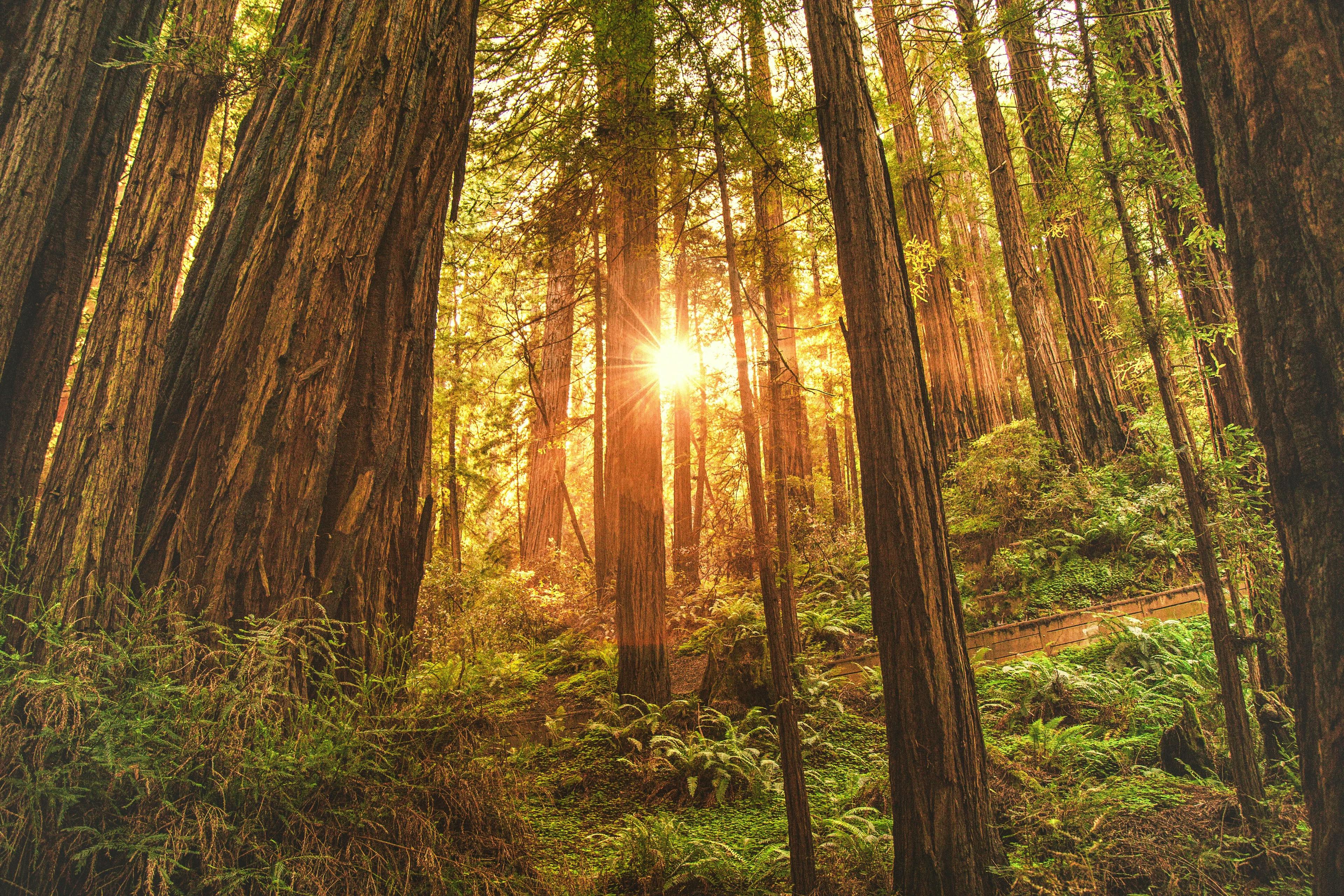 Redwoods with sunrise